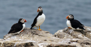 Farne Island